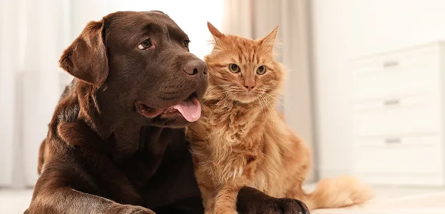 produits veterianires à Montauban dans le Tarn 82